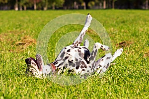 Dalmatian in forest