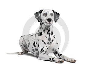 Dalmatian in front of white background