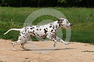 Dalmatian in grass