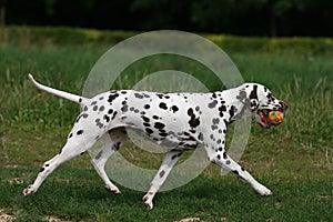 Dalmatian in grass