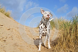 Dalmatian having fun on the beach