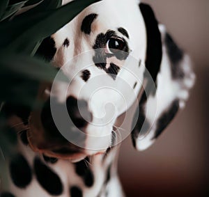 Dalmatian Hiding photo
