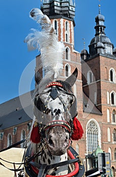 Dalmatian horse in cariage Krakow