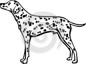 Dalmatian Illustration