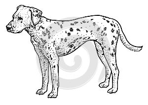 Dalmatian illustration, drawing, engraving, ink, line art, vector
