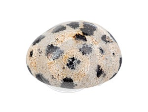 Dalmatian Jasper gem stone isolated on white