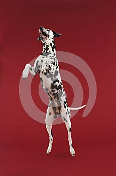 Dalmatian Jumping Midair photo