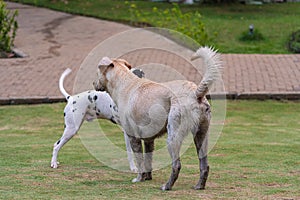 Dalmatian and labrador retriever dog standing on grass lawn