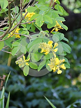 Dalmatian Laburnum in spring during flowering