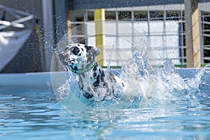 Dalmatian landing in a pool and making a splash