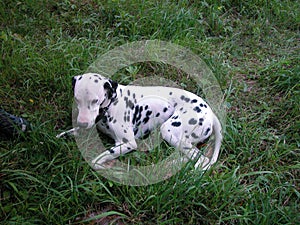 Dalmatian laying on the grass