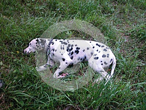 Dalmatian laying on the grass