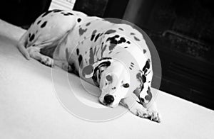 Dalmatian laying on white carpet