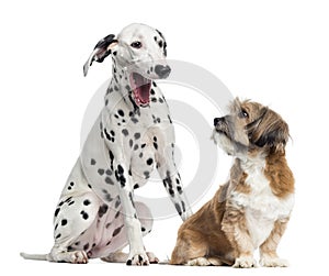 Dalmatian and Lhassa apso sitting, isolated