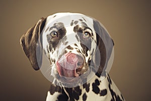 Dalmatian licking nose