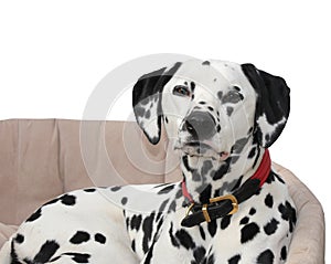 Dalmatian lying in dog bed, isolated against a white background.