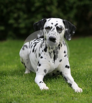 Dalmatian lying in the gras