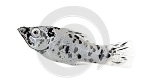 Dalmatian Molly - Poecilia latipinna