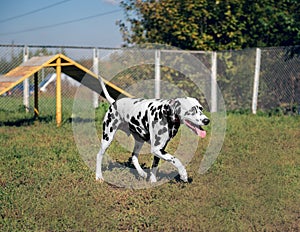 Dalmatian in the nature