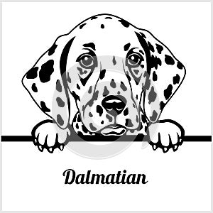 Dalmatian - Peeking Dogs - - breed face head isolated on white photo