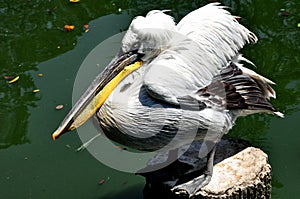 Dalmatian Pelican