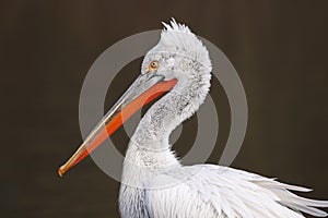 Dalmatian pelican