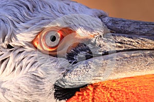 Dalmatian pelican