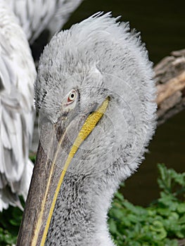 Dalmatian Pelican photo