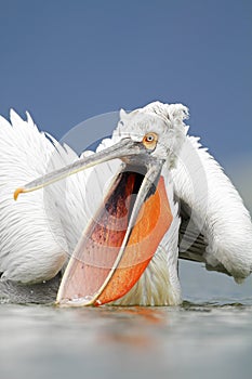 Dalmatian Pelican