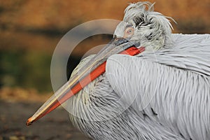 Dalmatian pelican