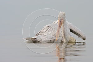 Dalmatian Pelican