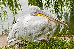 Dalmatian pelican