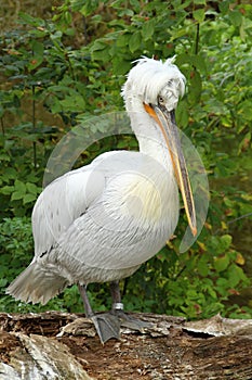 Dalmatian pelican