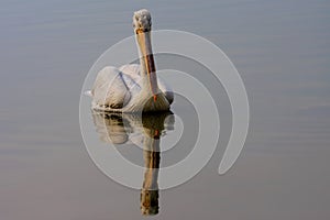 Dalmatian Pelican