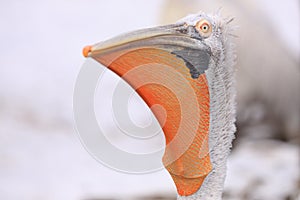 Dalmatian pelican