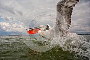 Dalmatian pelican