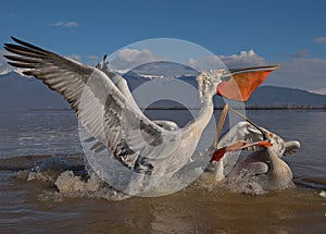 Dalmatian Pelican