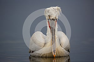 Dalmatian Pelican