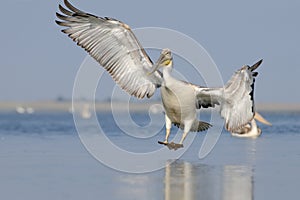 Dalmatian Pelican arriving