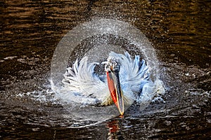 Dalmatian pelican bathing