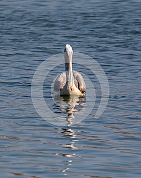 Dalmatian Pelican bird in lake