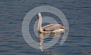 Dalmatian Pelican bird in lake