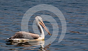 Dalmatian Pelican bird in lake