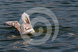 Dalmatian Pelican bird in lake