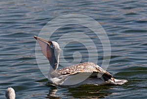 Dalmatian Pelican bird in lake