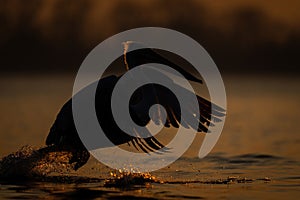 Dalmatian pelican bounds across water at sunrise