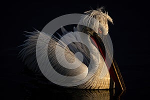 Dalmatian pelican with catchlight on calm lake