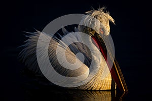 Dalmatian pelican with catchlight on calm lake