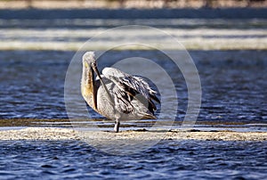 Dalmatian Pelican Cleaning