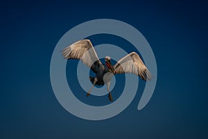 Dalmatian pelican flies stretching wings and feet